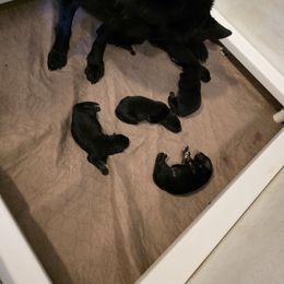 Purple collar - Black and red female German Shepherd puppy in Lyndonville, New York from Steinholtz German Shepherds