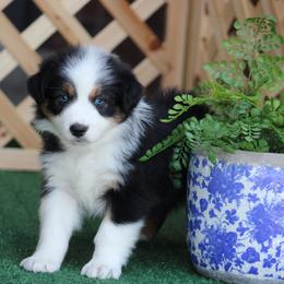 Yamaha - Black tri-color male Australian Shepherd puppy in Circleville, Utah from Canyon Creek Aussies