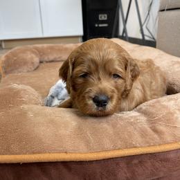Bear - Red  male Goldendoodle puppy in Sugarcreek, Ohio from True Hearted Doodles
