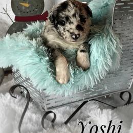 Aussiedoodle and Australian Shepherd Puppies from Dunroamin Farms Australian Shepherds and Aussiedoodles