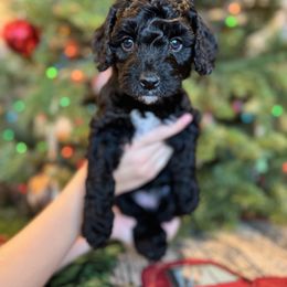 Australian Labradoodle Puppies from Grand Peaks Labradoodles