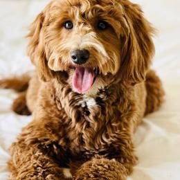 Minnie - Goldendoodle