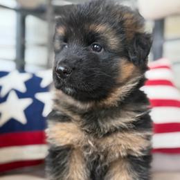 Purple - Black and red female German Shepherd puppy in Bradley County, Tennessee from Chestuee German Shepherd