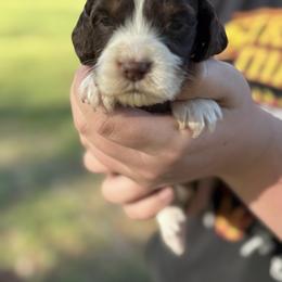 Dark green - Liver white and tan female English Springer Spaniel puppy in Williston, Florida from Bizzy Farms English Springer Spaniels