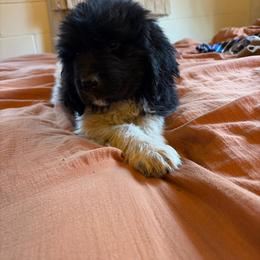 Freya - White and black female Newfoundland puppy in Bell Hill, Washington from Rainshadow Newfoundlands