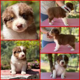 Red tri female  (red collar) - Red tri-color female Australian Shepherd puppy in Castle Rock, Washington from Zoolo Kennels “HOF”
