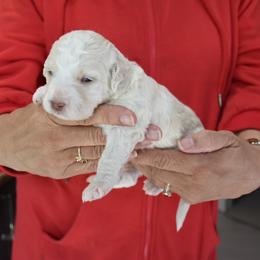 Girl 1 - Beige and white w/brown nose female Spanish Water Dog puppy in Kennewick, Washington from Kennel Rio Columbia