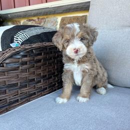 Finn - Tri-color male Bernedoodle puppy in Holtwood, Pennsylvania from Country Ridge Puppies