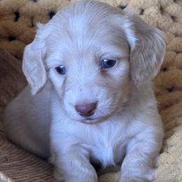 Boy 2 - Piebald male Dachshund puppy in Bentonville, Arkansas from T & D Dachshunds by design