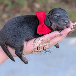 Panda - Black and cream female Dachshund puppy in Bremen, Georgia from Doodles & Doxies