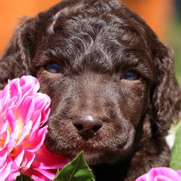 Atta - Parti female Poodle puppy in Ephrata, Washington from NCR Ranch