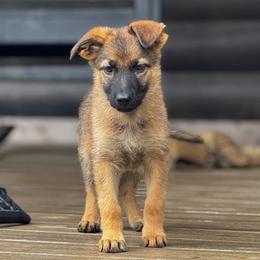 Laguna - Sable female German Shepherd puppy in Lexington, Virginia from Buffelbach Farmstead Shepherds