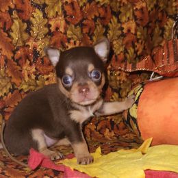 Reese - Chocolate and tan female Chihuahua puppy in Attleboro, Massachusetts from Treasured Hearts Chihuahuas