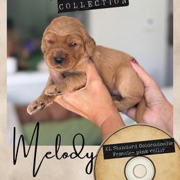 Melody - Dallas,Tx - 4,000 - Red  female Goldendoodle puppy in Garland, Texas from Twilight Doodles