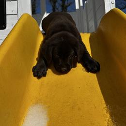 Labrador Retriever Puppies from Patton Premier Labs