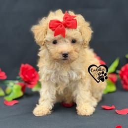 Dixie - Apricot female Poodle puppy in Nashville, Arkansas from Cuddles n Curls