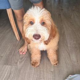 Zoey - Goldendoodle