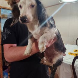 Blue - Dachshund