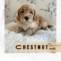 Chestnut - Caramel male Australian Labradoodle puppy in Mendon, Massachusetts from New England Labradoodles