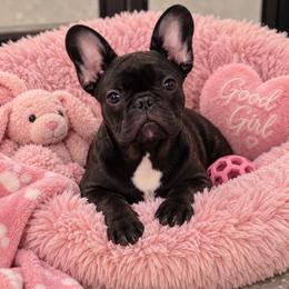 Poppy - Brindle female French Bulldog puppy in Kirbyville, Texas from Empire Bulldogs & French Bulldogs