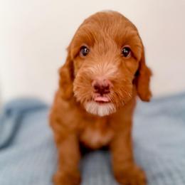 Bullseye - Red  male Goldendoodle puppy in Lakeland, Florida from Rolling Oak Doodles