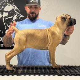 Fawn 2 - Fawn female Cane Corso puppy in Cashion, Oklahoma from APEXOK Cane Corsos LLC