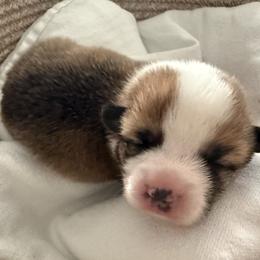 Cassia - Red female Pembroke Welsh Corgi puppy in Griffin, Georgia from Rollnoaks & Cottontail AKC Pembroke Welsh Corgis