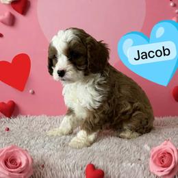 Jacob - Red male Cavapoo puppy in Mint Hill, North Carolina from DoodleForever