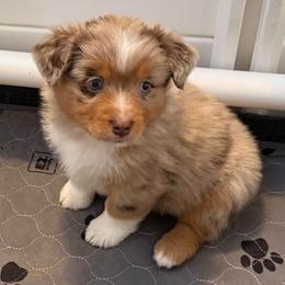 Uriah - Red merle female Miniature Australian Shepherd puppy in Midway, Texas from L Bar W Aussie Ranch