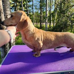Riot - Dachshund