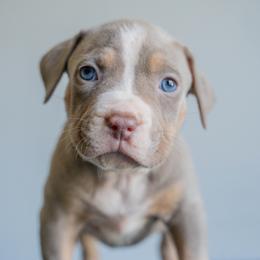 Norway - Lilac tri-color female American Bully puppy in Frederick, Maryland from EastSideMarky