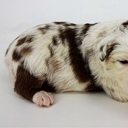 Wizard - Red merle male Miniature American Shepherd puppy in Smithville, Arkansas from Cooper Creek Aussies