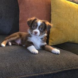 Male 3 - Red tri male Toy Australian Shepherd puppy in Missouri from MadCat Toy Aussies
