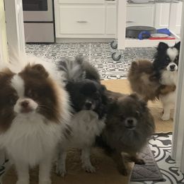 Pomeranians from My Heart Pomeranians