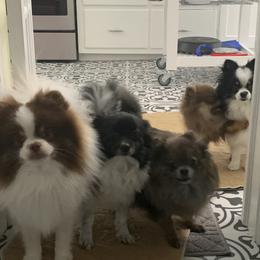 Pomeranians from My Heart Pomeranians
