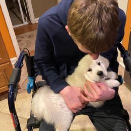 Golden Retriever Puppies from Mountain Laurel Goldens