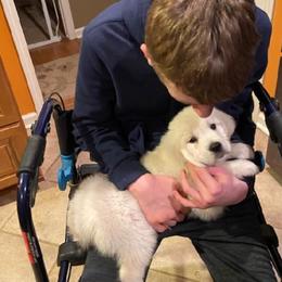 Golden Retriever Puppies from Mountain Laurel Goldens