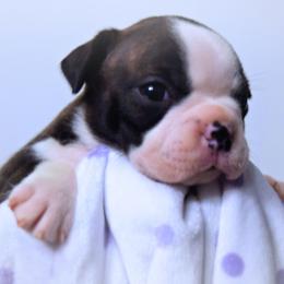 Baby Poppy - Black brindle and white female Boston Terrier puppy in Kingsport, Tennessee from Sleepwalker Bostons