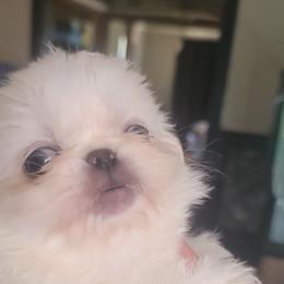 Lonnie - White female Pekingese puppy in Burns, Kansas from Pekingese Dynasty