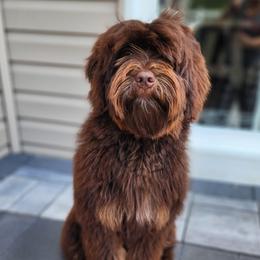 Jag - Australian Labradoodle
