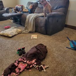 Australian Cattle Dog All Grown Up from Glory Ranch Australian Cattle Dogs