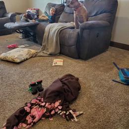 Australian Cattle Dog All Grown Up from Glory Ranch Australian Cattle Dogs