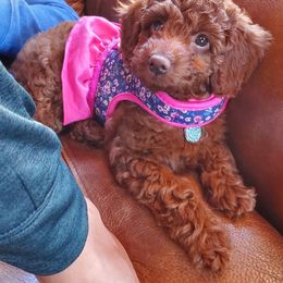 Goldendoodle Puppies from Shinecatchers Mini Goldendoodles