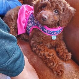 Goldendoodle Puppies from Shinecatchers Mini Goldendoodles