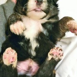 Bernedoodle Puppies from Flat Creek Bernedoodles