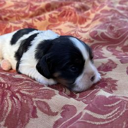 Matilda - Tri-color female Cavalier King Charles Spaniel puppy in California from Tinkerpups