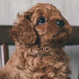 Cavapoos and Maltipoos from North Texas Puppies