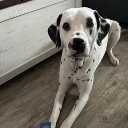 Dalmatian All Grown Up from Rosais Acres LLC