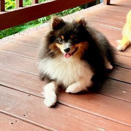 Rocket - Pomeranian