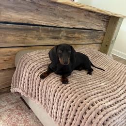 Dachshund All Grown Up from BJGM Dachshunds